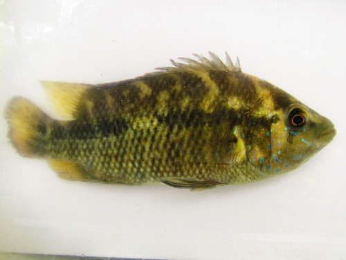 Umbee cichlid (Kronoheros umbriferus) — Cichlidae — 2