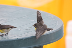 Coereba flaveola bartholemica