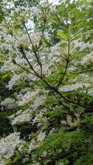 Rhododendron alabamense