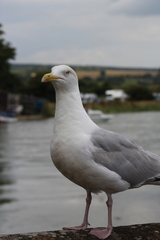 Larus argentatus