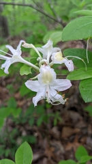 Rhododendron alabamense