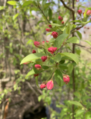 Malus micromalus