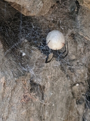 Pseudogaurax signatus