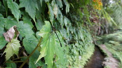 Leptogomphus sauteri formosanus