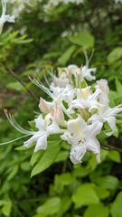 Rhododendron alabamense