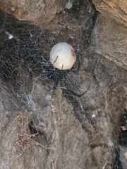 Pseudogaurax signatus