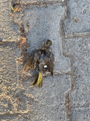 Passer domesticus