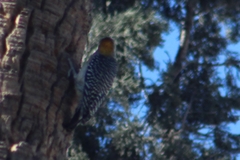 Melanerpes aurifrons