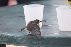 Coereba flaveola bartholemica