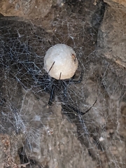 Pseudogaurax signatus