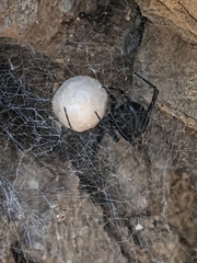 Pseudogaurax signatus