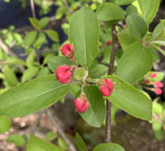 Malus micromalus