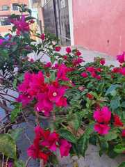 Bougainvillea