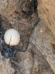 Pseudogaurax signatus