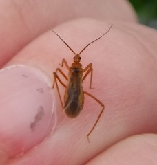 Oncerotrachelus