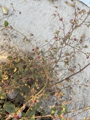Boerhavia coccinea