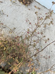 Boerhavia coccinea