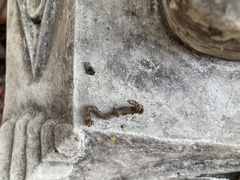 Lumbricus terrestris