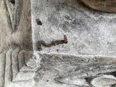 Lumbricus terrestris