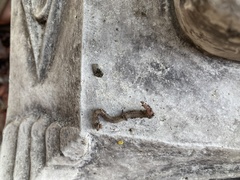 Lumbricus terrestris