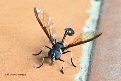 Salpingogaster nigra