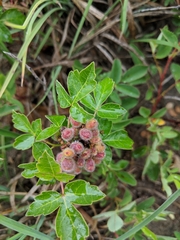 Rhus aromatica arenaria