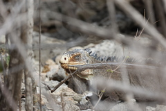 Iguana delicatissima