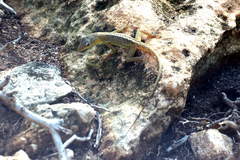 Anolis chrysops