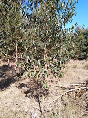 Eucalyptus cladocalyx