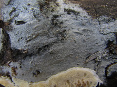 Botryobasidium subcoronatum