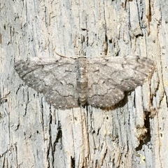 Idaea violacearia