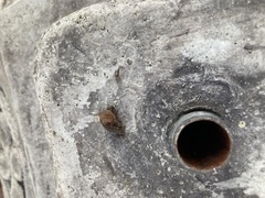 Ambigolimax valentianus