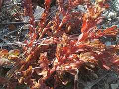 Euphorbia indivisa