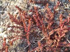 Euphorbia indivisa