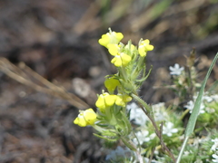 Castilleja campestris