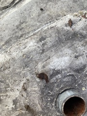 Ambigolimax valentianus