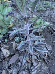 Kalanchoe