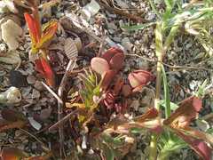 Euphorbia indivisa