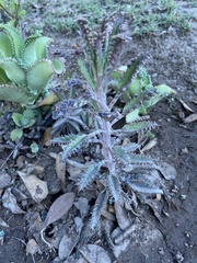 Kalanchoe