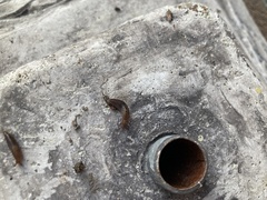 Ambigolimax valentianus