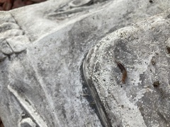 Ambigolimax valentianus