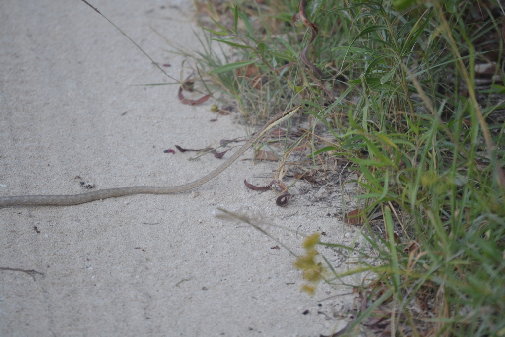Gulf Coast Vine Snake