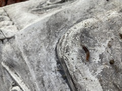 Ambigolimax valentianus