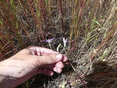 Brodiaea nana
