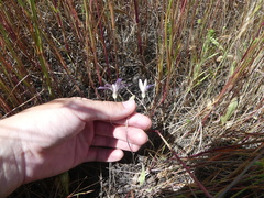 Brodiaea nana