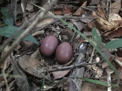 Crypturellus soui albigularis