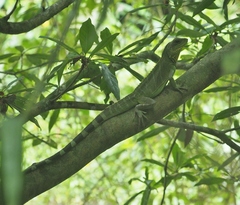 Physignathus cocincinus