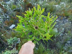 Leucadendron microcephalum