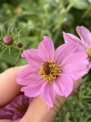 Nemognatha piazata