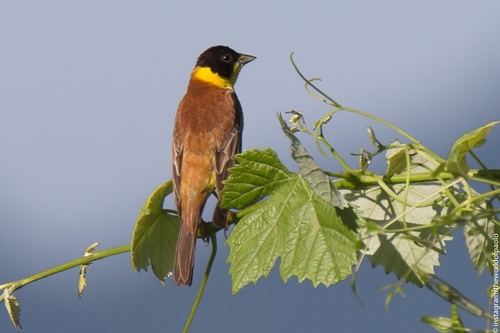 Escribano cabecinegro (Emberiza melanocephala)